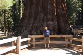 Sequoia NP